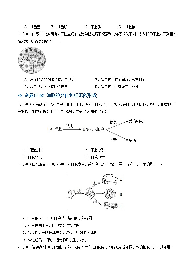 2025年中考生物一轮复习 第04讲 细胞怎样构成生物体（6大命题点分层精练）（原卷版）第2页