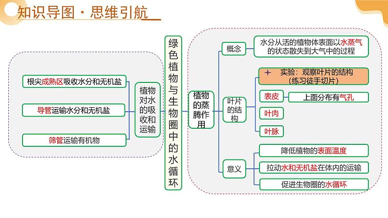 2025年中考生物一轮复习 第07讲 绿色植物与生物圈中的水循环 课件第4页