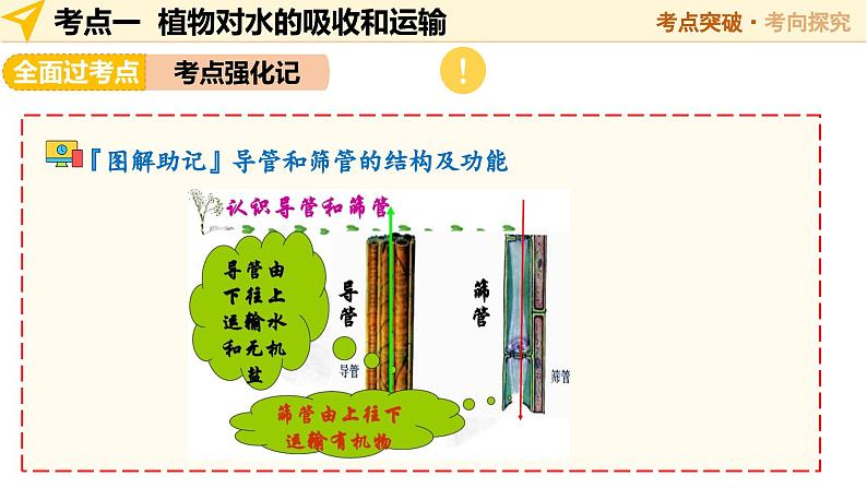 2025年中考生物一轮复习 第07讲 绿色植物与生物圈中的水循环 课件第8页