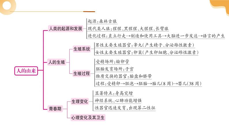 2025年中考生物一轮复习 第10讲 人的由来 课件第4页