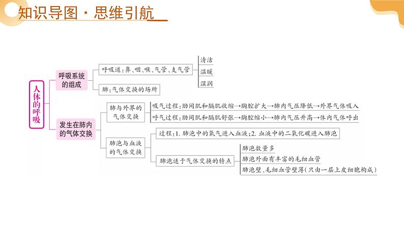 2025年中考生物一轮复习 第12讲 人体的呼吸 课件第4页