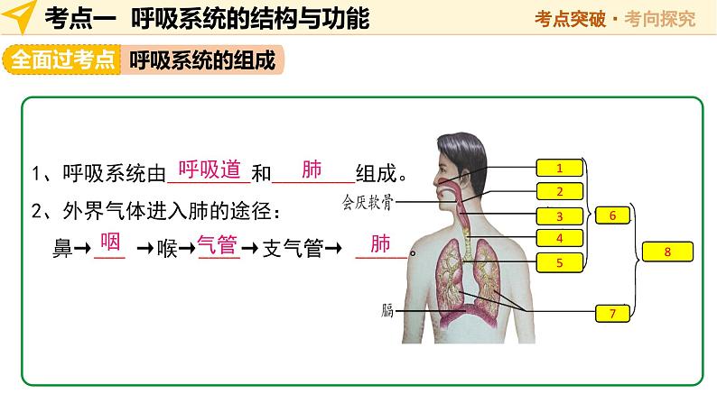 2025年中考生物一轮复习 第12讲 人体的呼吸 课件第6页
