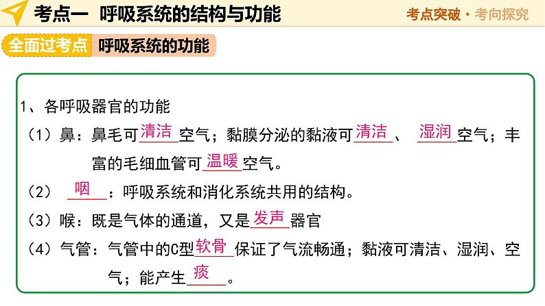 2025年中考生物一轮复习 第12讲 人体的呼吸 课件第7页