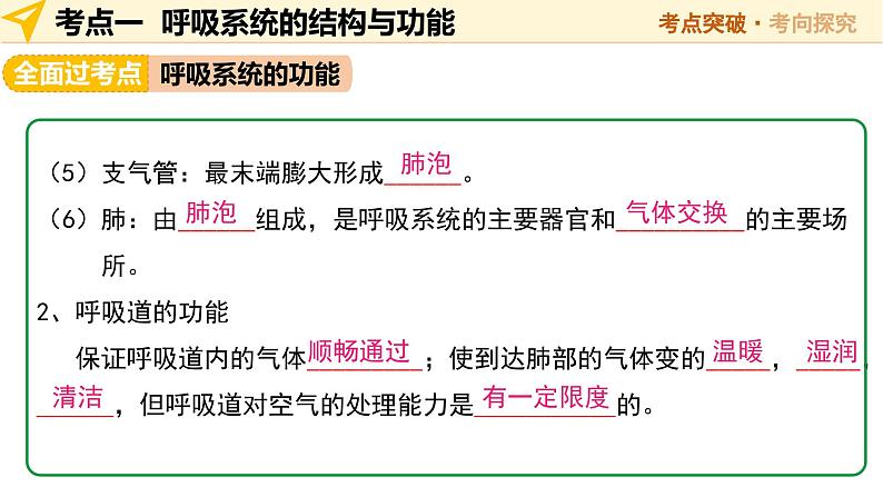 2025年中考生物一轮复习 第12讲 人体的呼吸 课件第8页