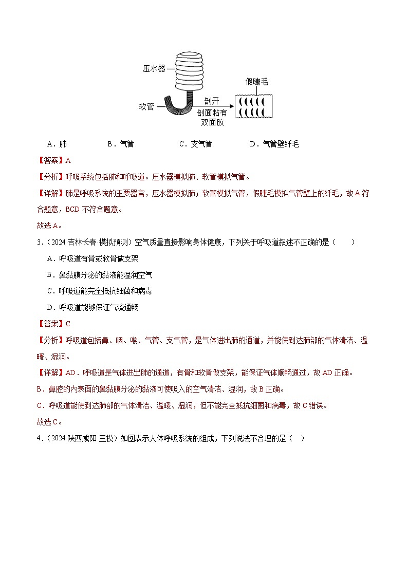 2025年中考生物一轮复习 第12讲 人体的呼吸（4大命题点分层精练）（解析版）第2页