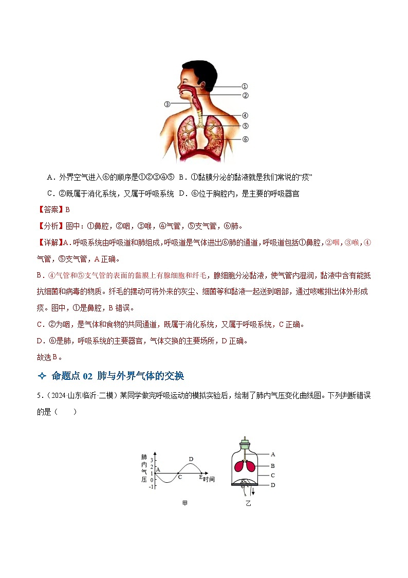 2025年中考生物一轮复习 第12讲 人体的呼吸（4大命题点分层精练）（解析版）第3页