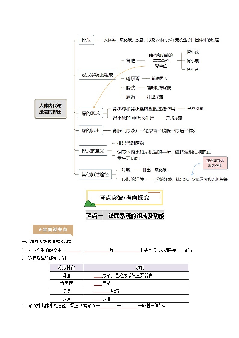 2025年中考生物一轮复习 第14讲 人体内代谢废物的排出（精研讲义）（原卷版）第2页