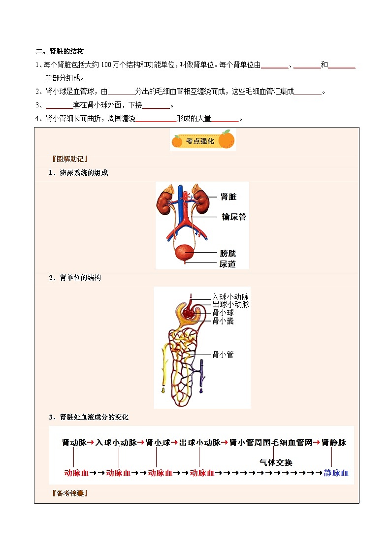2025年中考生物一轮复习 第14讲 人体内代谢废物的排出（精研讲义）（原卷版）第3页
