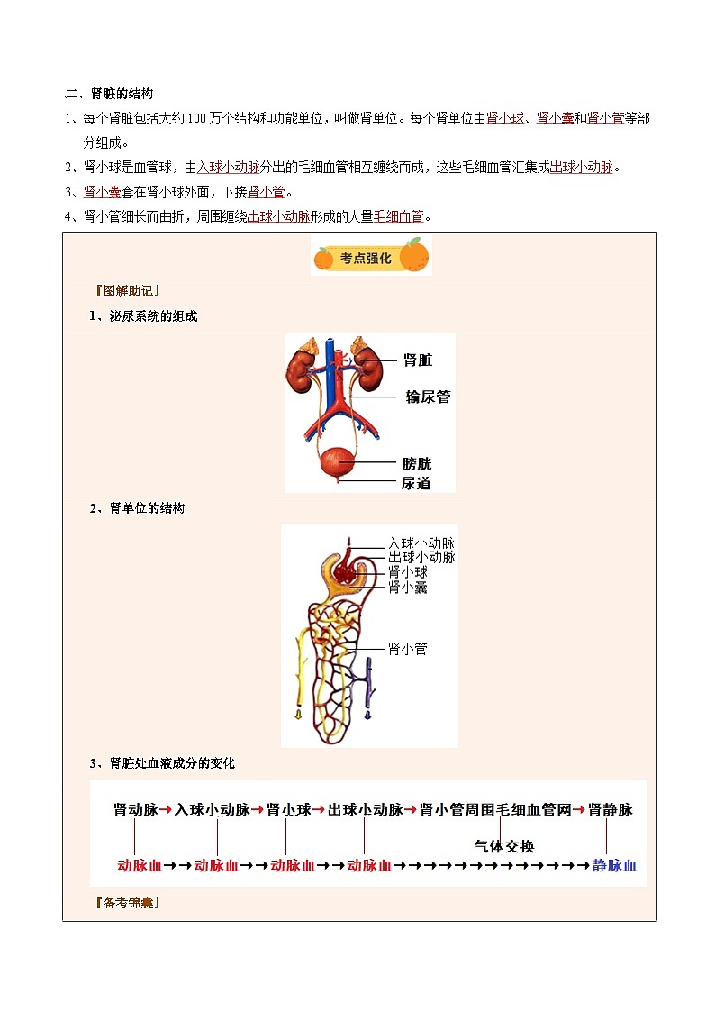 2025年中考生物一轮复习 第14讲 人体内代谢废物的排出（精研讲义）（解析版）第3页