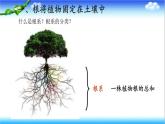 3.1.1 植物的根能够吸收水和无机盐 - 初中生物七年级下册 同步教学课件（济南版2024）