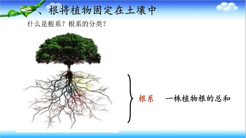 3.1.1 植物的根能够吸收水和无机盐 - 初中生物七年级下册 同步教学课件（济南版2024）第4页