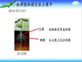 3.1.1 植物的根能够吸收水和无机盐 - 初中生物七年级下册 同步教学课件（济南版2024）