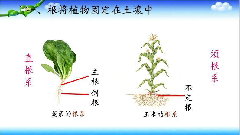 3.1.1 植物的根能够吸收水和无机盐 - 初中生物七年级下册 同步教学课件（济南版2024）第6页