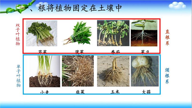 3.1.1 植物的根能够吸收水和无机盐 - 初中生物七年级下册 同步教学课件（济南版2024）第7页