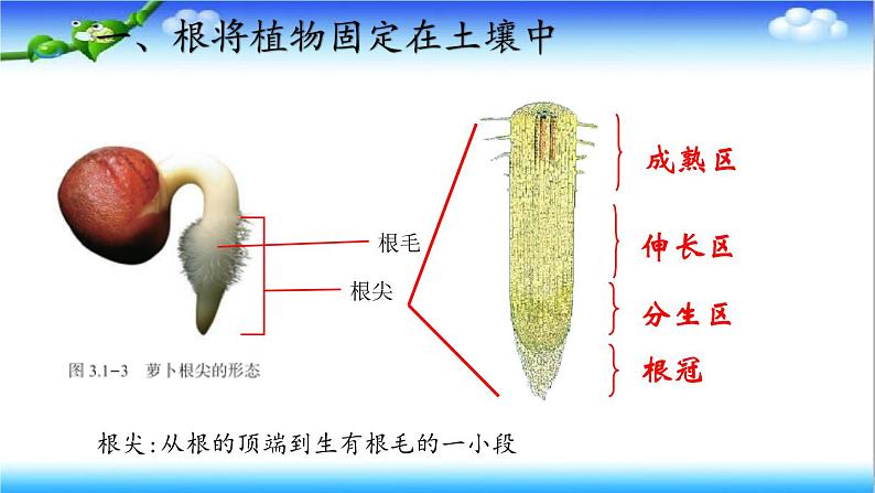 3.1.1 植物的根能够吸收水和无机盐 - 初中生物七年级下册 同步教学课件（济南版2024）第8页