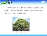3.1.2 蒸腾作用促进植物对水的吸收和运输 - 初中生物七年级下册 同步教学课件（济南版2024）