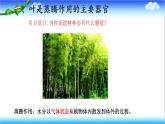 3.1.2 蒸腾作用促进植物对水的吸收和运输 - 初中生物七年级下册 同步教学课件（济南版2024）