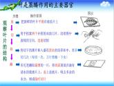 3.1.2 蒸腾作用促进植物对水的吸收和运输 - 初中生物七年级下册 同步教学课件（济南版2024）