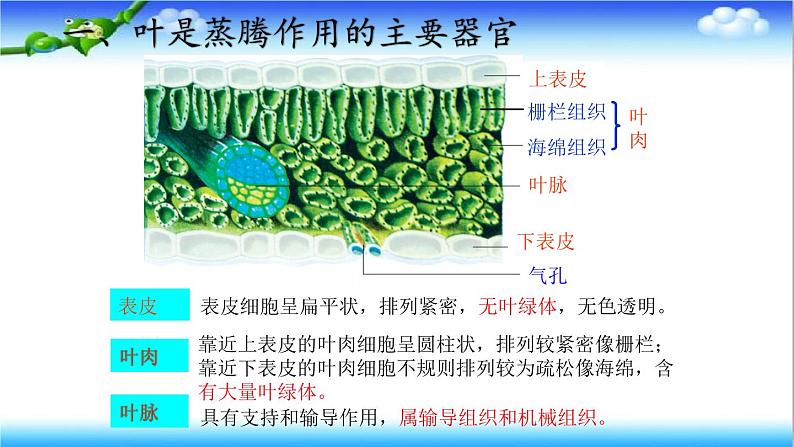 3.1.2 蒸腾作用促进植物对水的吸收和运输 - 初中生物七年级下册 同步教学课件（济南版2024）第6页