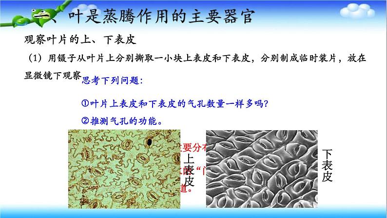 3.1.2 蒸腾作用促进植物对水的吸收和运输 - 初中生物七年级下册 同步教学课件（济南版2024）第7页