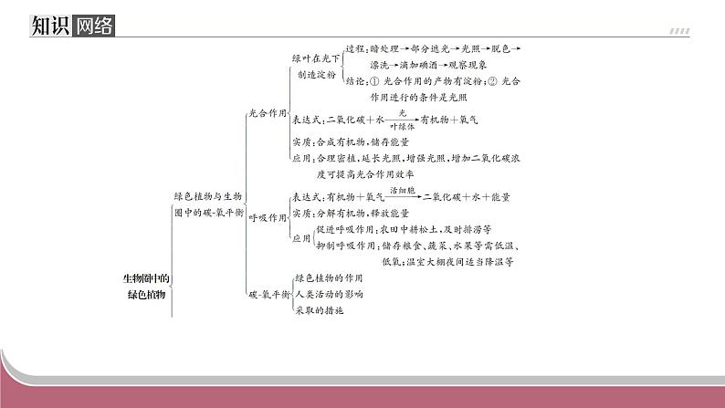 中考生物总复习2024年中考生物二轮复习：专题三生物圈中的绿色植物练习课件PPT第2页