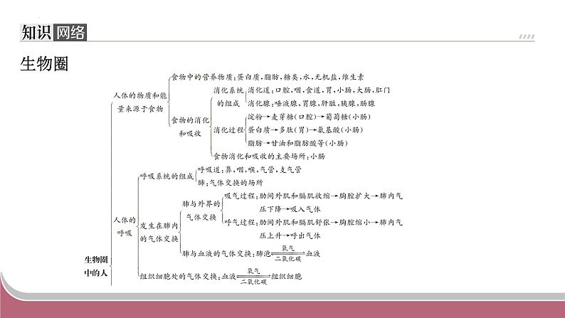 中考生物总复习2024年中考生物二轮复习：专题四生物圈中的人练习课件PPT第2页