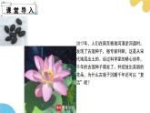 苏科版生物七年级下册 —第十一章 植物的生命周期第1节 种子的萌发（第1课时）PPT课件