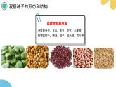 苏科版生物七年级下册 —第十一章 植物的生命周期第1节 种子的萌发（第1课时）PPT课件