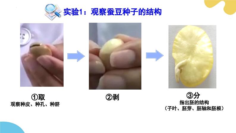 苏科版生物七年级下册 —第十一章 植物的生命周期第1节 种子的萌发（第1课时）PPT课件第7页