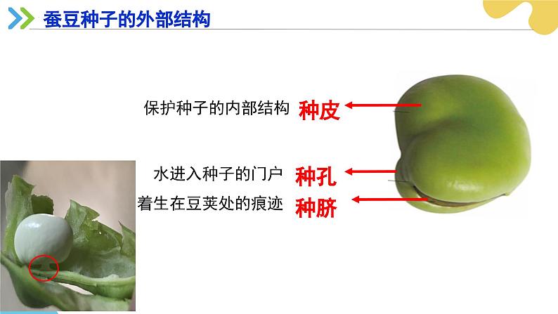 苏科版生物七年级下册 —第十一章 植物的生命周期第1节 种子的萌发（第1课时）PPT课件第8页