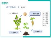 3.1.1 種子的萌發(fā) - 初中生物七年級下冊 同步教學(xué)課件+教學(xué)設(shè)計（人教版2024）