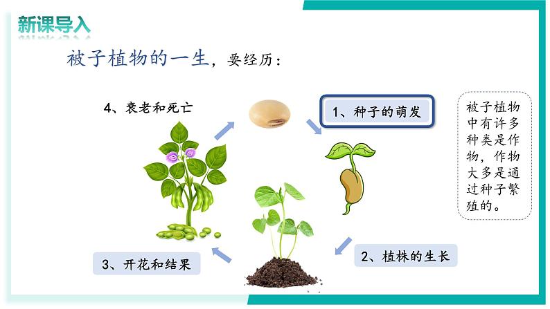 3.1.1 种子的萌发 - 初中生物七年级下册 同步教学课件（人教版2024）第2页