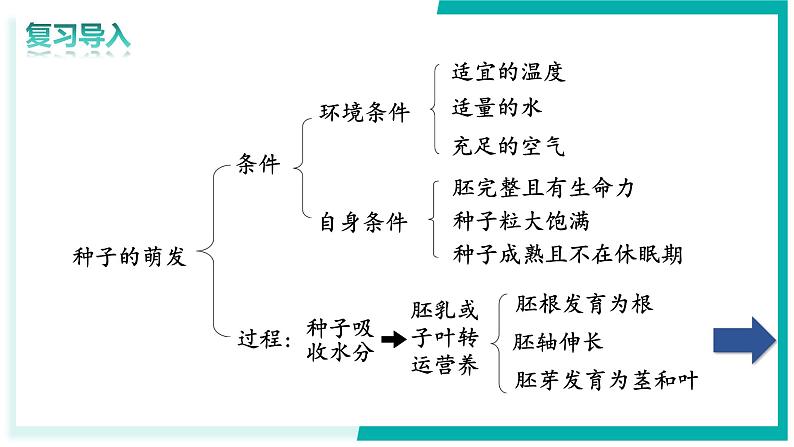 3.1.2 植株的生长 - 初中生物七年级下册 同步教学课件（人教版2024）第2页