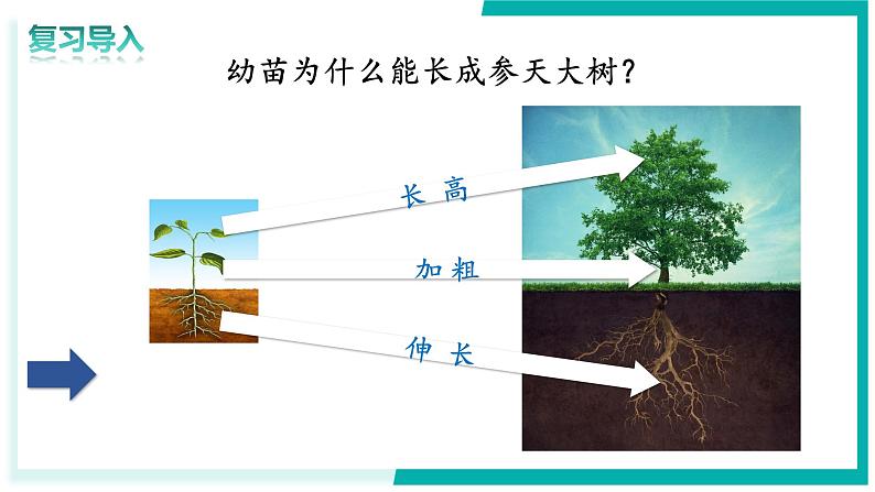 3.1.2 植株的生长 - 初中生物七年级下册 同步教学课件（人教版2024）第3页