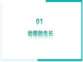 3.1.2 植株的生長(zhǎng) - 初中生物七年級(jí)下冊(cè) 同步教學(xué)課件+教學(xué)設(shè)計(jì)（人教版2024）