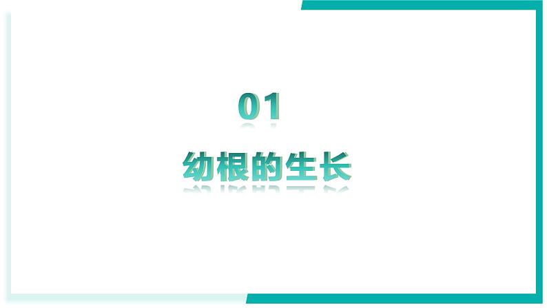 3.1.2 植株的生长 - 初中生物七年级下册 同步教学课件（人教版2024）第4页