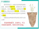 3.1.2 植株的生長(zhǎng) - 初中生物七年級(jí)下冊(cè) 同步教學(xué)課件+教學(xué)設(shè)計(jì)（人教版2024）