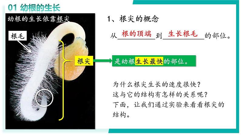 3.1.2 植株的生长 - 初中生物七年级下册 同步教学课件（人教版2024）第6页