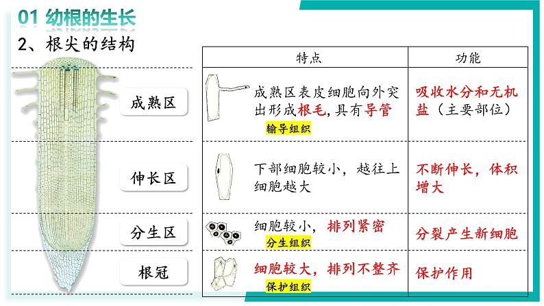 3.1.2 植株的生长 - 初中生物七年级下册 同步教学课件（人教版2024）第8页