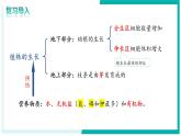 3.1.3 開花和結(jié)果 - 初中生物七年級下冊 同步教學(xué)課件+教學(xué)設(shè)計（人教版2024）