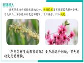 3.1.3 開花和結(jié)果 - 初中生物七年級下冊 同步教學(xué)課件+教學(xué)設(shè)計（人教版2024）