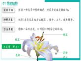 3.1.3 開花和結(jié)果 - 初中生物七年級下冊 同步教學(xué)課件+教學(xué)設(shè)計（人教版2024）