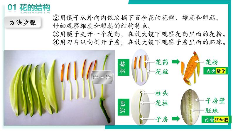 3.1.3 开花和结果 - 初中生物七年级下册 同步教学课件（人教版2024）第6页