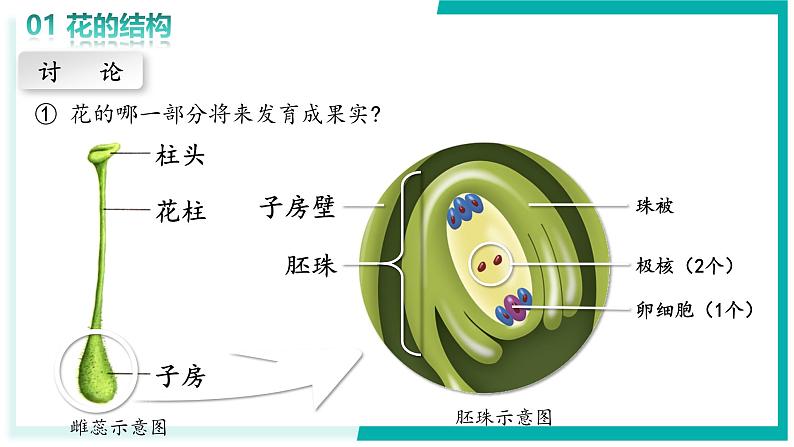 3.1.3 开花和结果 - 初中生物七年级下册 同步教学课件（人教版2024）第7页