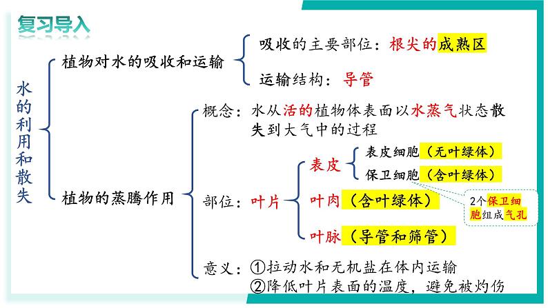 3.2.2 光合作用 - 初中生物七年级下册 同步教学课件（人教版2024）第2页