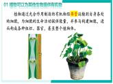 3.2.4 植物在自然界中的作用 - 初中生物七年級下冊 同步教學(xué)課件+教學(xué)設(shè)計(jì)（人教版2024）