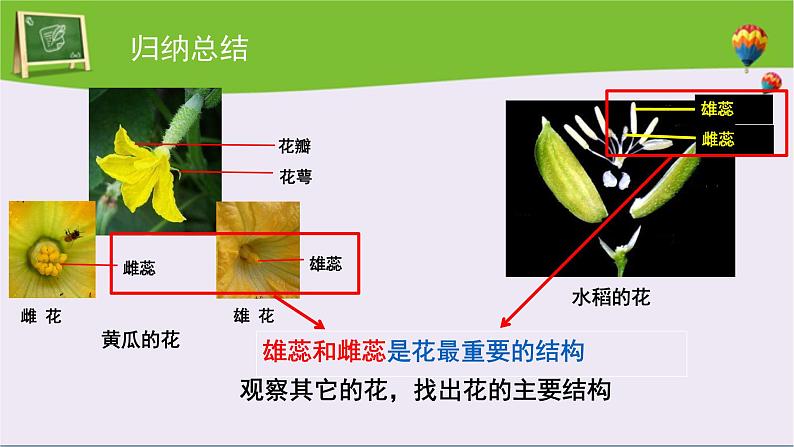 第三节 开花和结果 课件第7页