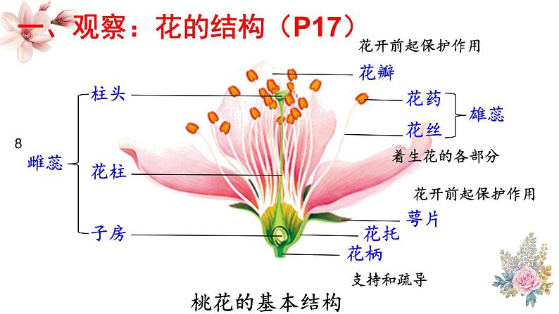 第三节 开花和结果 课件第4页