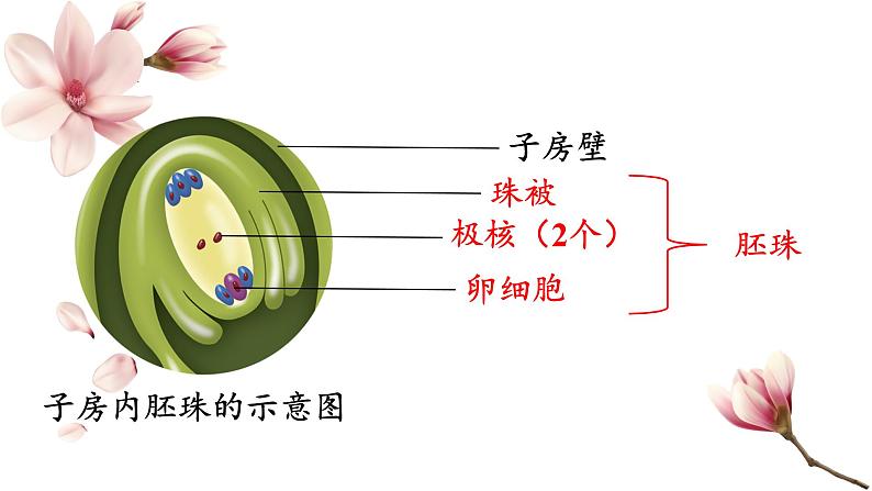 第三节 开花和结果 课件第7页