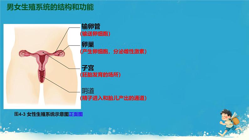 第一节 人的生殖 课件第6页